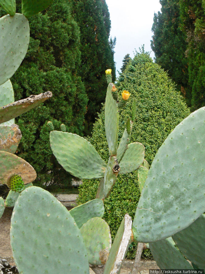 Аллея кактусов в Балчике Балчик, Болгария