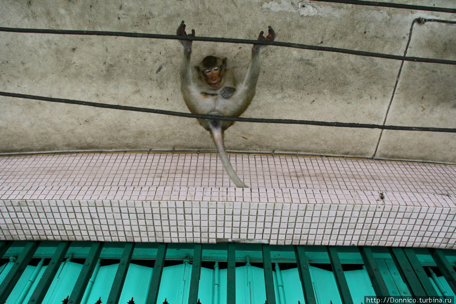 обезьяний лотос — можно немного помедитировать Лоп-Бури, Таиланд