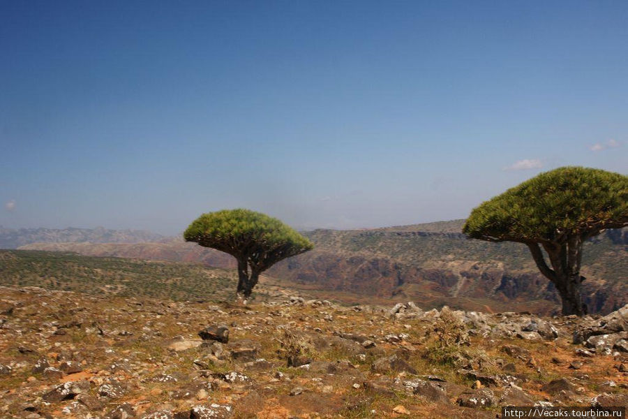 Плато драконовых деревьев Остров Сокотра, Йемен
