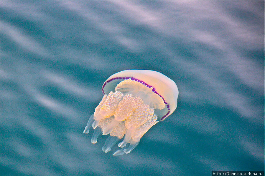 Капля в море: сцифоидная медуза Паламос, Испания