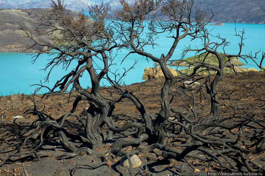 Патагония. Пожар в Торрес дель Пайне Национальный парк Торрес-дель-Пайне, Чили