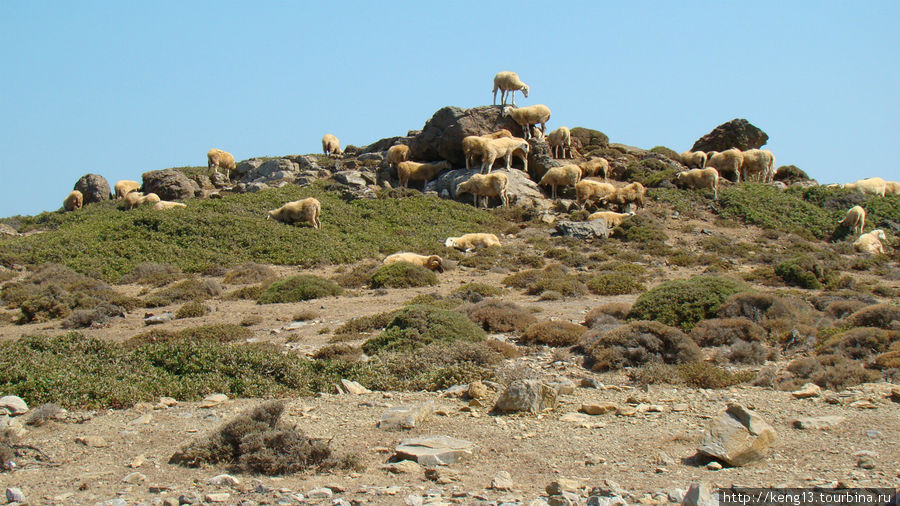 Так овечки спасаются от палящего солнце, пряча голову в тени камней. Ваи, Греция
