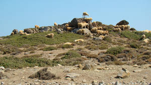 Так овечки спасаются от палящего солнце, пряча голову в тени камней.