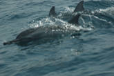 кит-4,  ведь дельфины — они тоже киты , только маленькие !