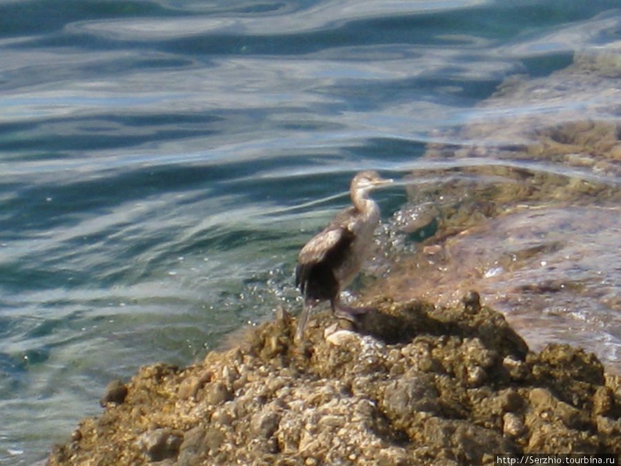Эту птичку поймать в кадр очень сложно, особенно в воде, она глубоко ныряет в воду и проплывает длительные расстояние и неизвестно в каком месте вынернет. Сан-Антонио, остров Ибица, Испания