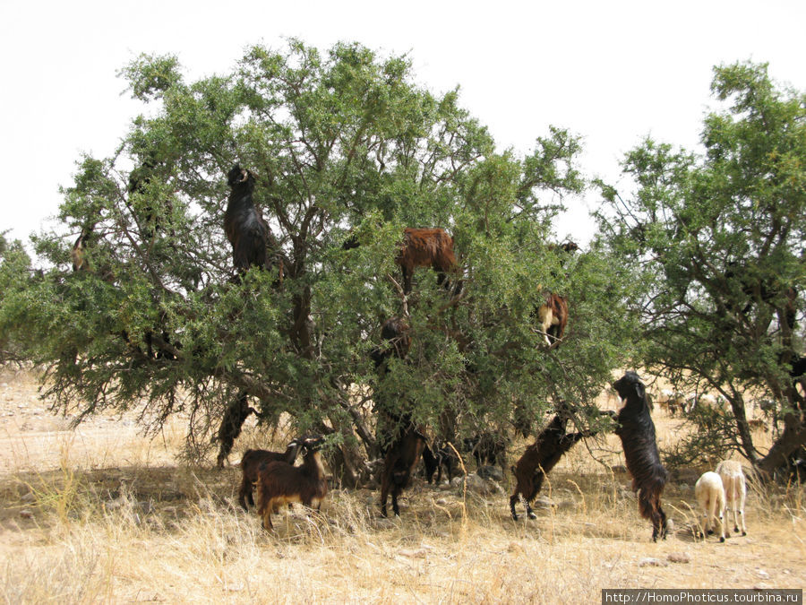 Козы на деревьях Тарудан, Марокко