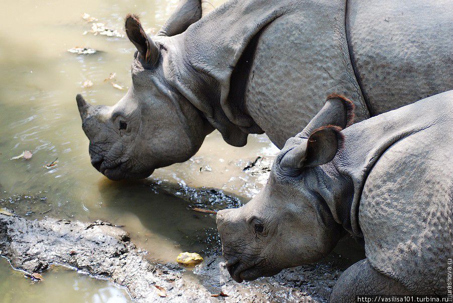 К носорогам в Национальный парк Читван