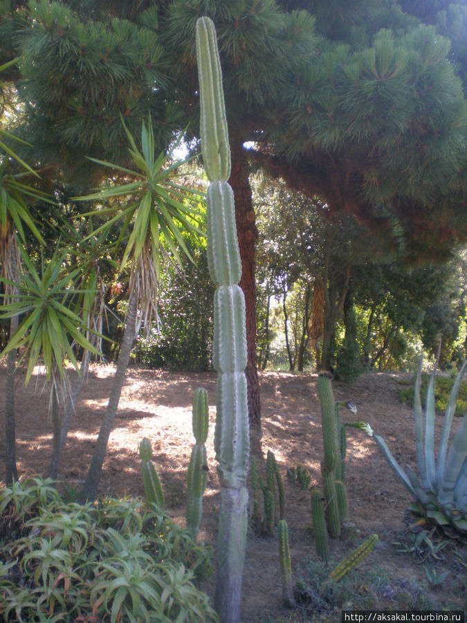 Я не знаток кактусов, но предполагаю,что это Цереус. Живёт 300 лет, вырастает до 20 м. Ллорет-де-Мар, Испания