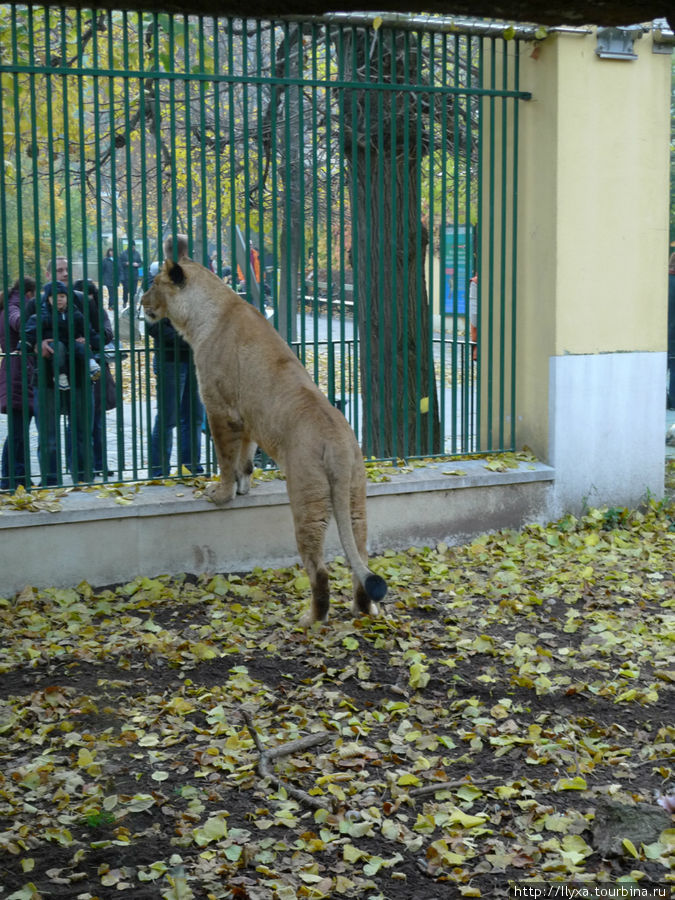 Венский зоопарк Вена, Австрия