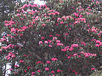майское цветение рододендронов
