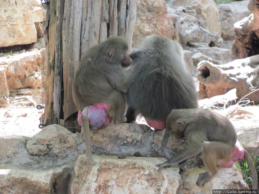 Сборище обезьян. Хайфа, Израиль