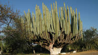 Долина кактусов