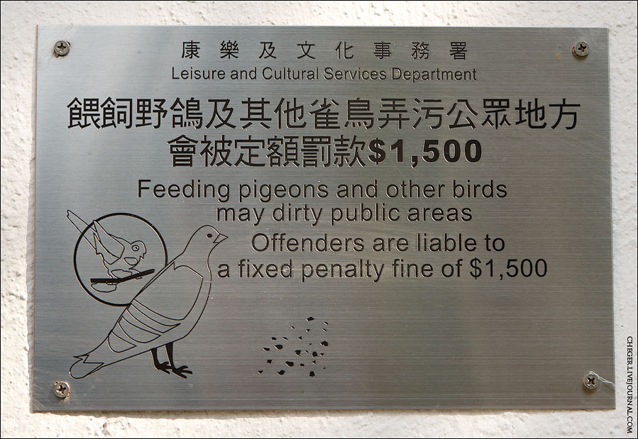 Штраф за кормление голубей 6000 р Коулун, Гонконг