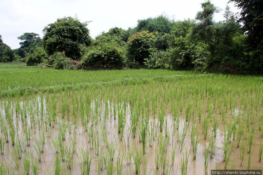 Рис в воде Лаос