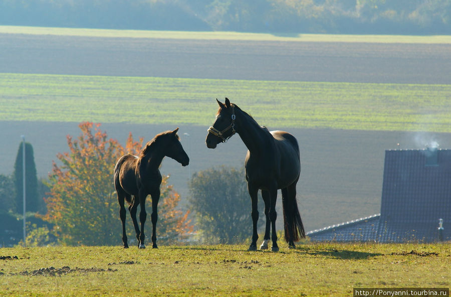 Осень и немного ...лошади. Вайль-дер-Штадт, Германия
