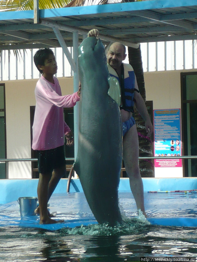 Купание с дельфинами и Шоу розовых дельфинов Паттайя, Таиланд