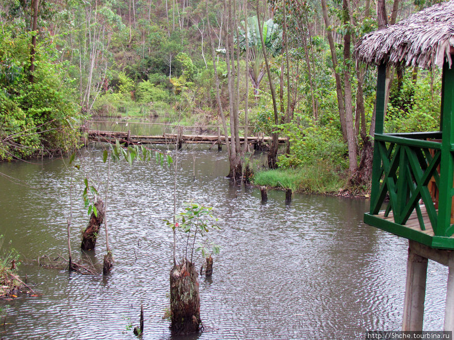за тем деревянном мостиком начинается дикая природа Андасибе, Мадагаскар