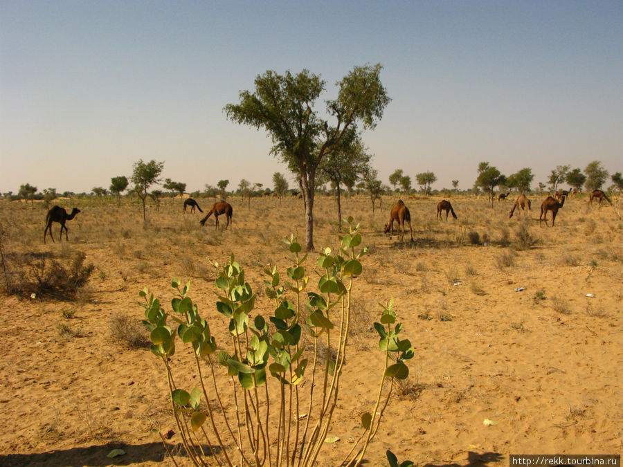 В пустыне Раджастана можно встретить верблюдов Индия