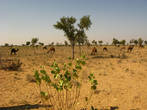 В пустыне Раджастана можно встретить верблюдов