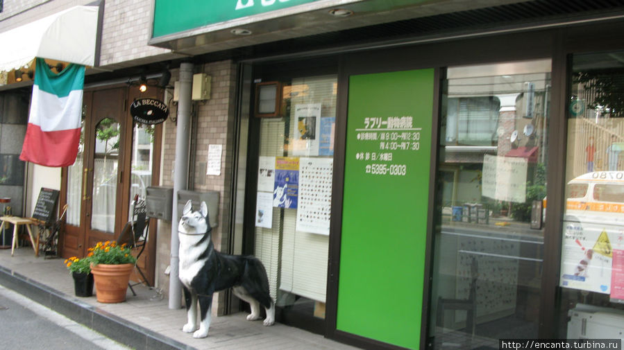 налог на собак, особенно больших, приводит к таким явлениям Япония