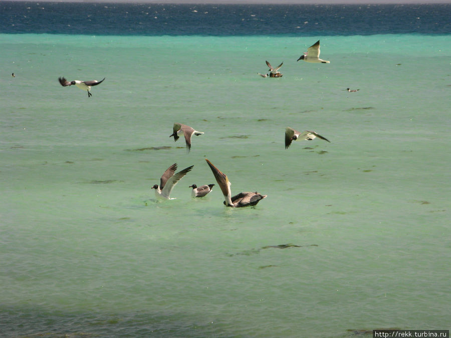 Пеликаны ловят мальков, а хитрые чайки их не ловят, а садятся пеликанам на голову и пытаются выхватить их из огромного клюва за торчащие во все стороны хвосты. Такая вот рыбалка Архипелаг Лос-Рокес, Венесуэла