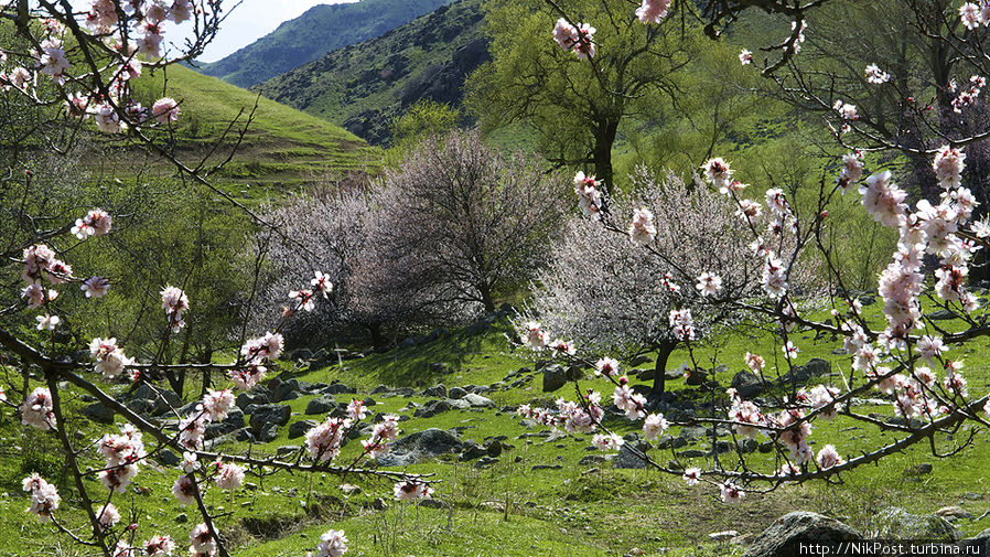 Дикий абрикос в Казахстане называют урюком. В апреле его цветение покрывает  склоны горных ущелий покрывалом нежно-розового цвета. Но продлится это великолепие недолго. Тараз, Казахстан