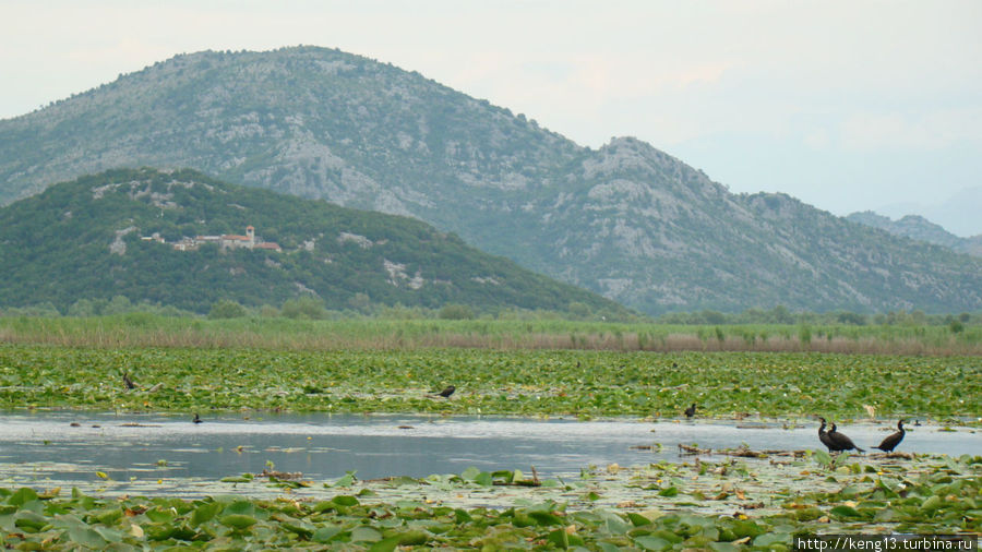 Самое большое озеро Черногории Скадарское озеро, Черногория