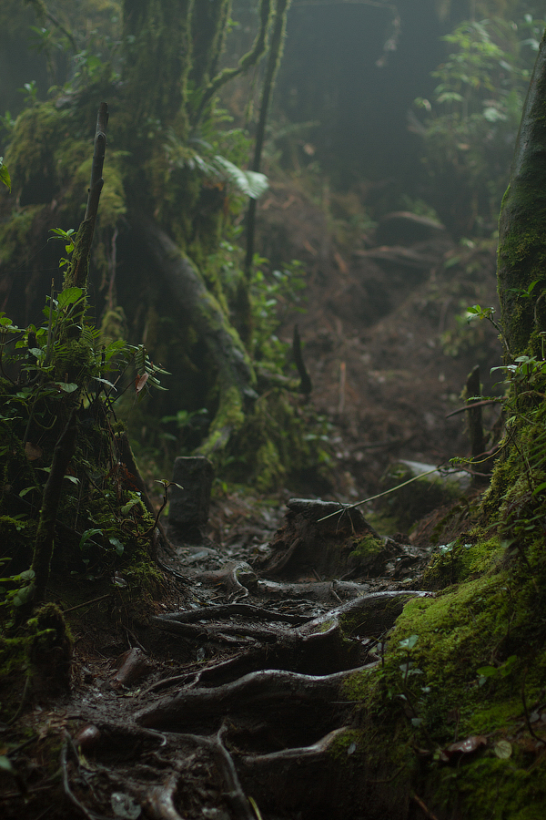 Мшистый лес по пути к вершине горы Беринчанг, Камерон Хайлендс Камерон-Хайлендс, Малайзия