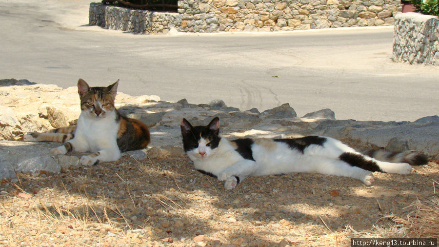 Вездесущие коты Крита Остров Крит, Греция