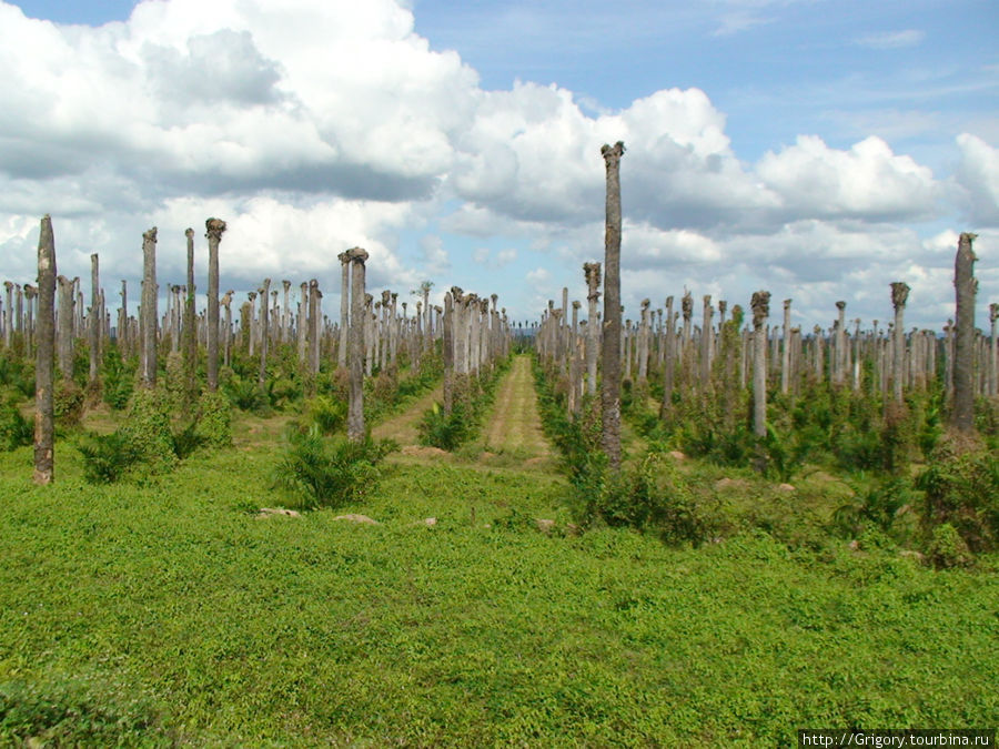 Пальмовая плантация вдоль скоростной дороги на Саману Доминиканская Республика