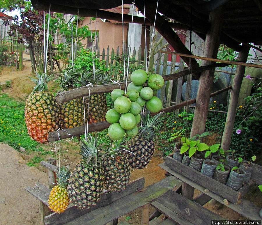 Такой ананас стоит примерно 1 доллар Провинция Туамасина, Мадагаскар