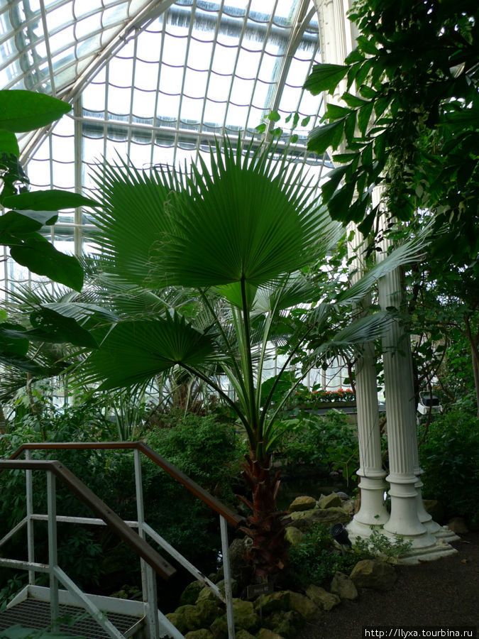 Пальмовая оранжерея (PalmHouse) Вена, Австрия