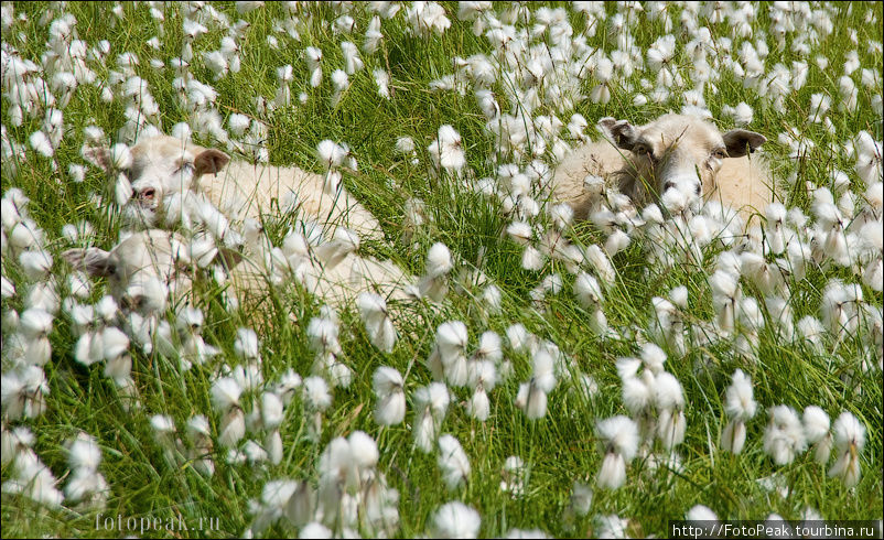Комуфляжные овечки, пригрелись на теплой вулканической земле. Южная Исландия, Исландия