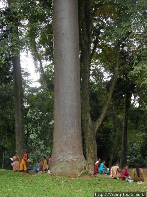 У основания дерева слоновья нога расположились для отдыха монахи и местные хители. Южная провинция, Шри-Ланка