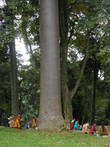 У основания дерева слоновья нога расположились для отдыха монахи и местные хители.