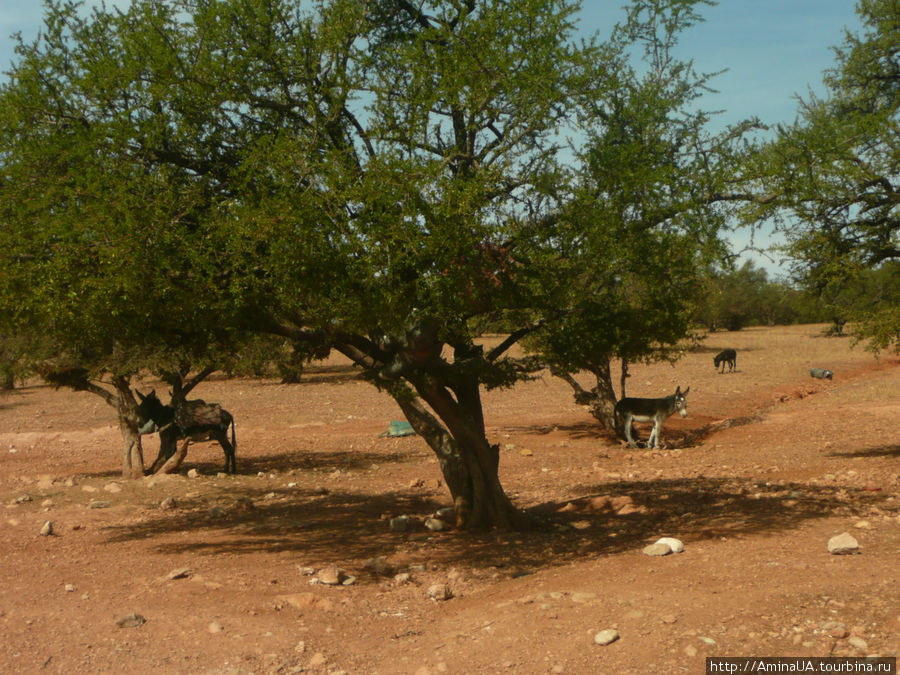 ослы в аргановой роще Марокко
