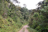 Джунглевая дорога Мадагаскара