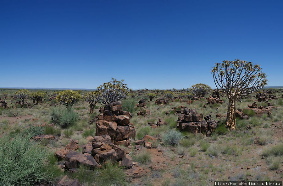 Роща колчанных деревьев Китмансхуп, Намибия