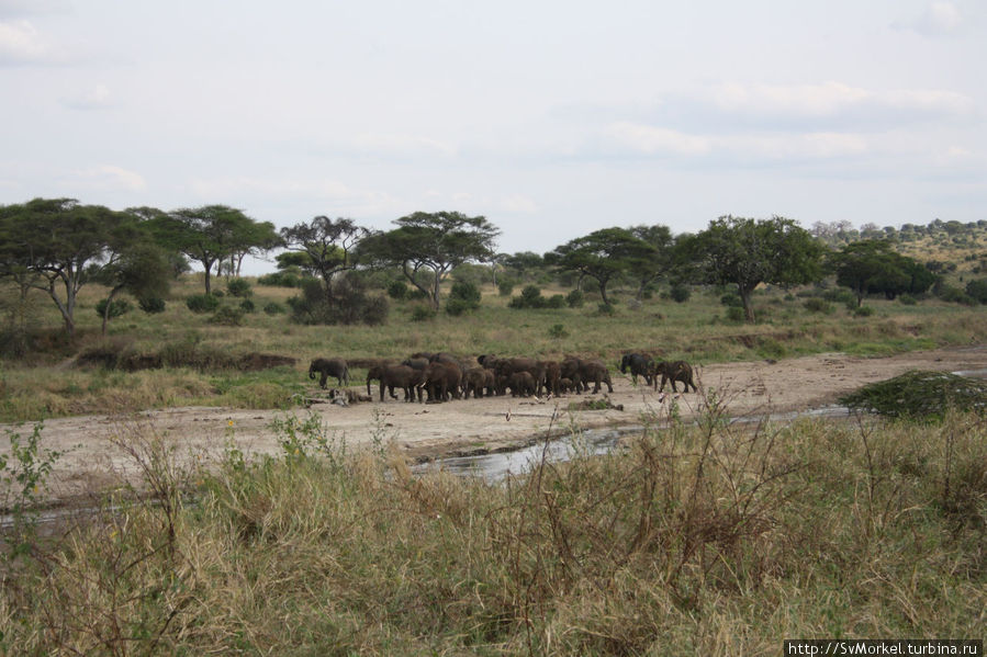 Семейство слонов Аруша, Танзания