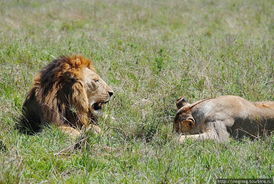 Акуна матата, или даешь сафари! 12.2010 Часть четвертая. Масаи-Мара Национальный Парк, Кения