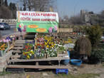 распродажа цветов у стамбульских стен