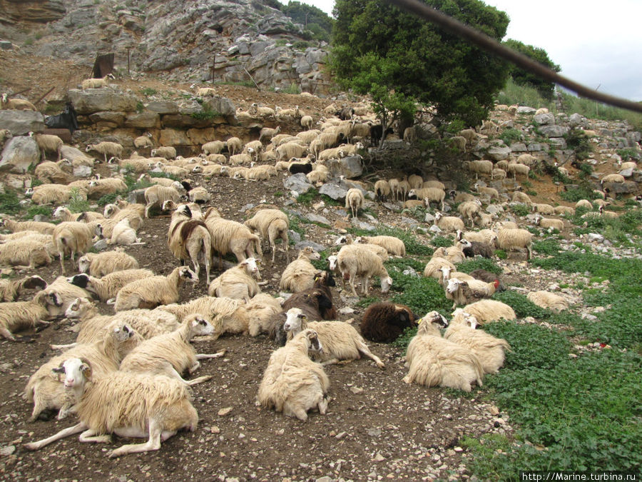 овцы Лассити, Греция