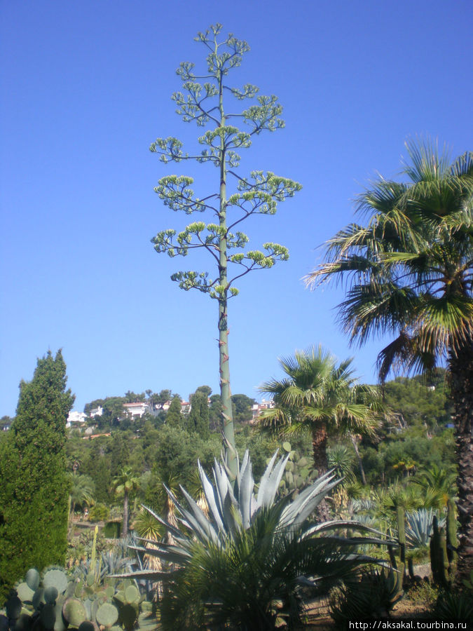 Я думала, что это какая-то пальма .Оказывается-это цветок агавы! Ллорет-де-Мар, Испания