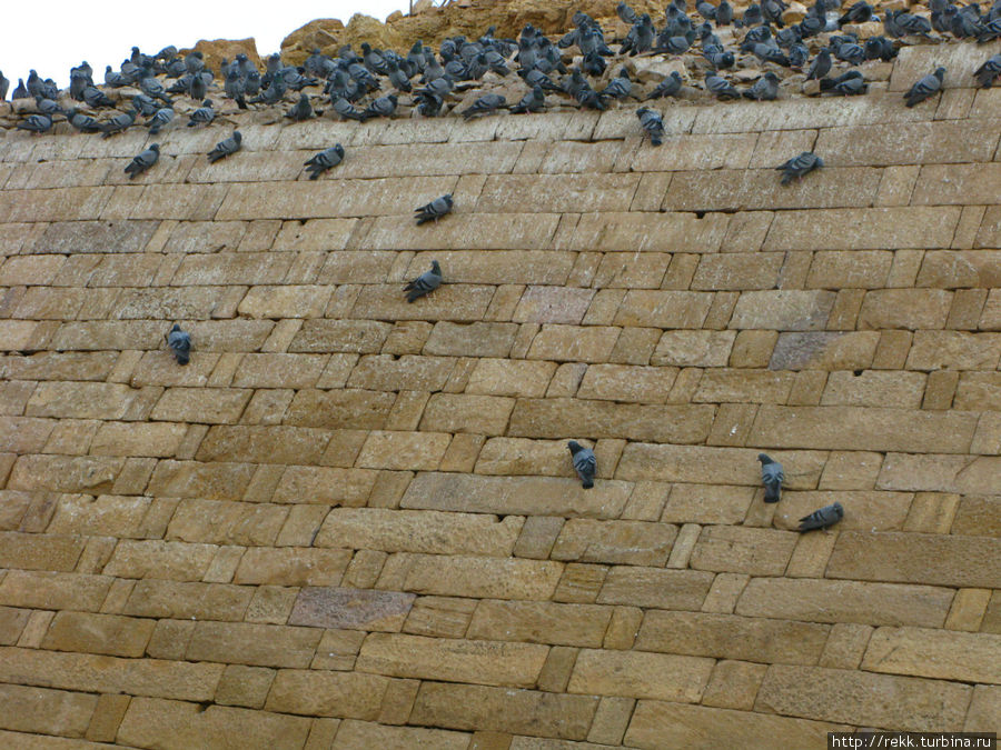 Голуби оккупировали городские стены Джайсалмер, Индия