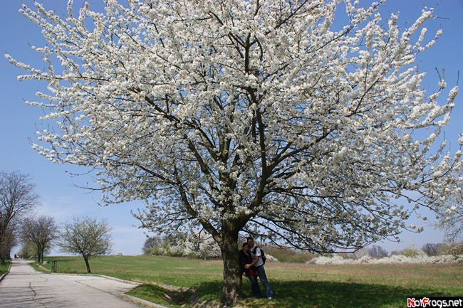 Мы под цветущим деревом Братислава, Словакия