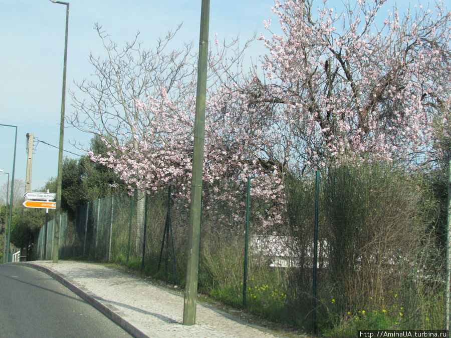 и снова абрикос цветет Лиссабон, Португалия