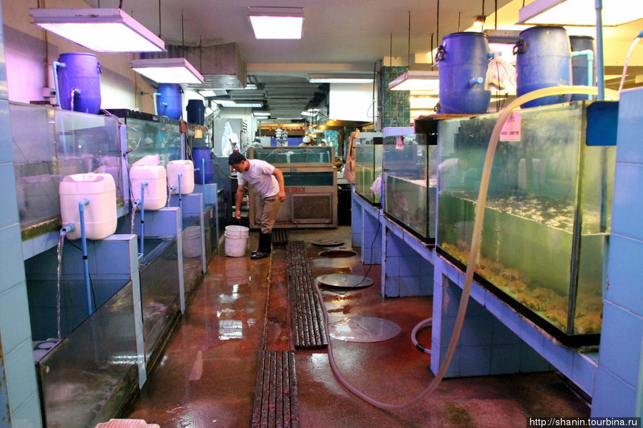 Свежую рыбу держат в огромных аквариумах Паттайя, Таиланд
