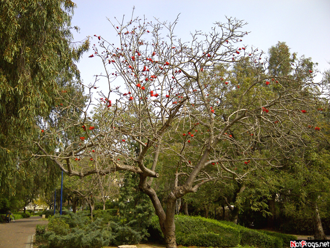 ☺A spring tree, Holon