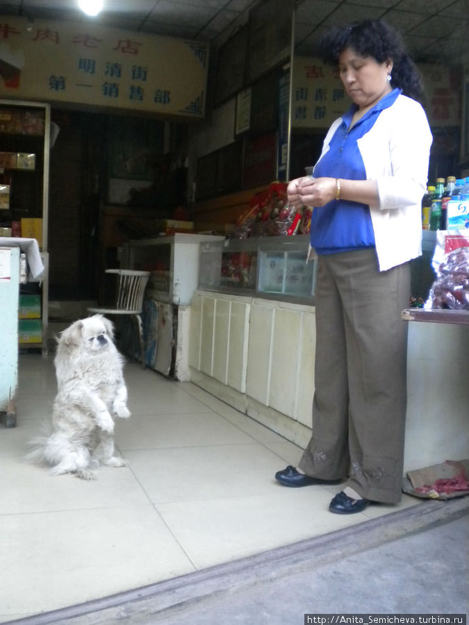 Собачка просит кушать Пинъяо, Китай