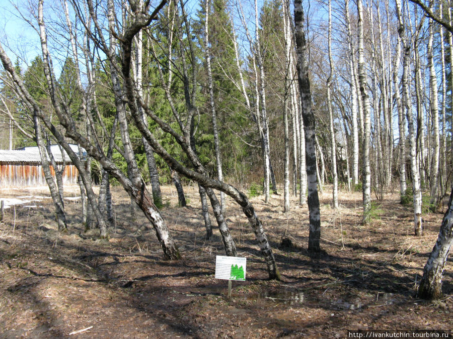 Карельская береза на пере